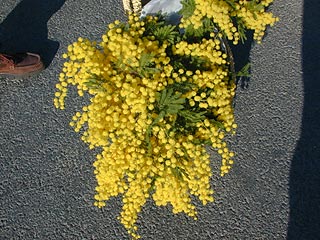 mimosen.jpg